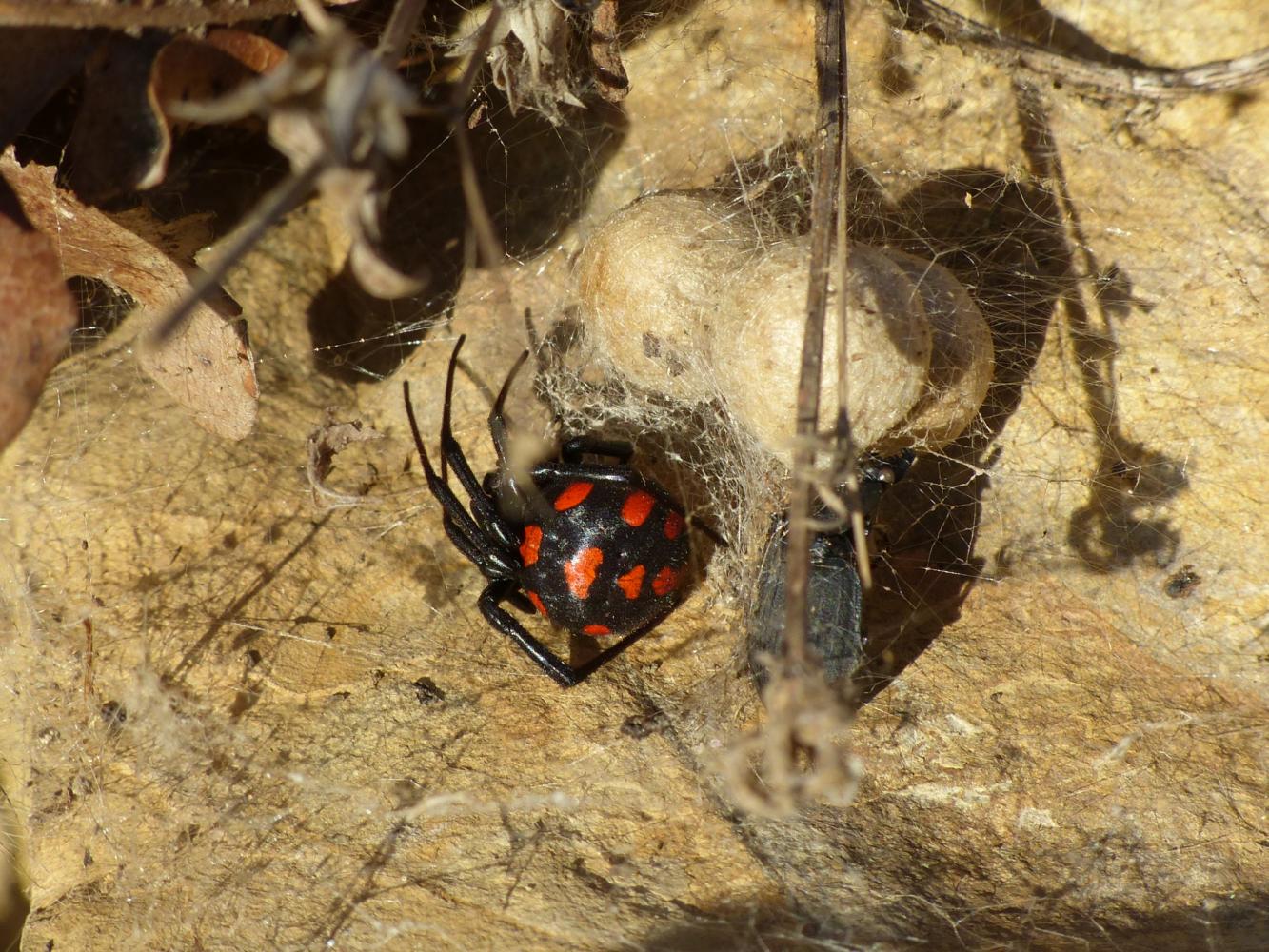 Latrodectus tredecimguttatus: femmina tardiva - Tolfa (RM)